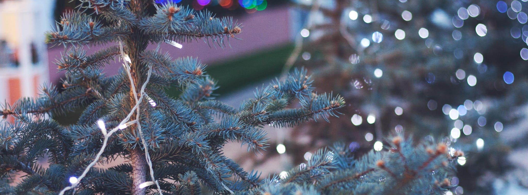 sapin de noel dans un commerce de proximité