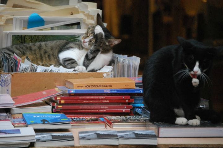 libreria-acqua-alta-gatto-chat-livres-italie-insolite