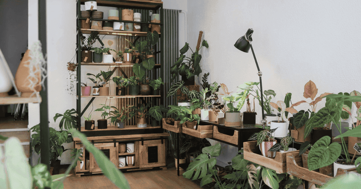 Ouvrir une boutique de plantes